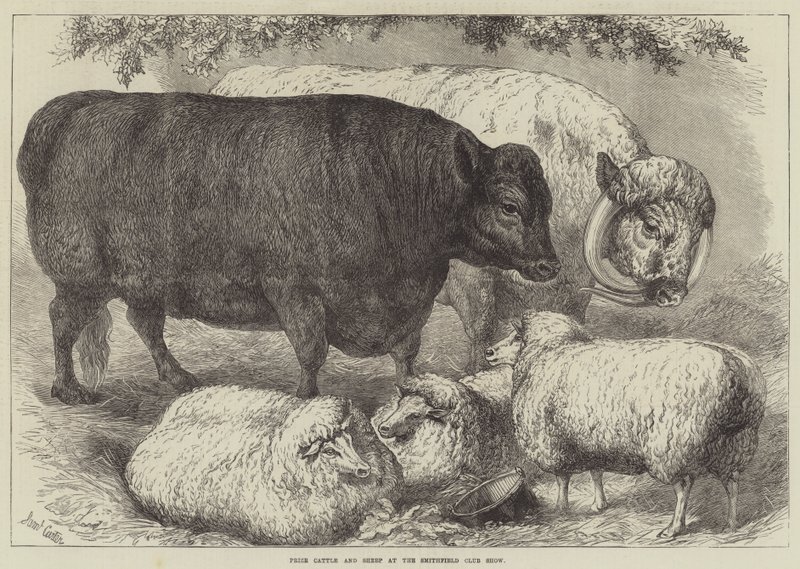 Ganado y ovejas premiados en la exposición del Smithfield Club de Samuel John Carter
