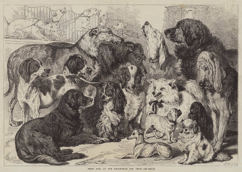 Perros premiados en la exposición canina de Birmingham de Samuel John Carter
