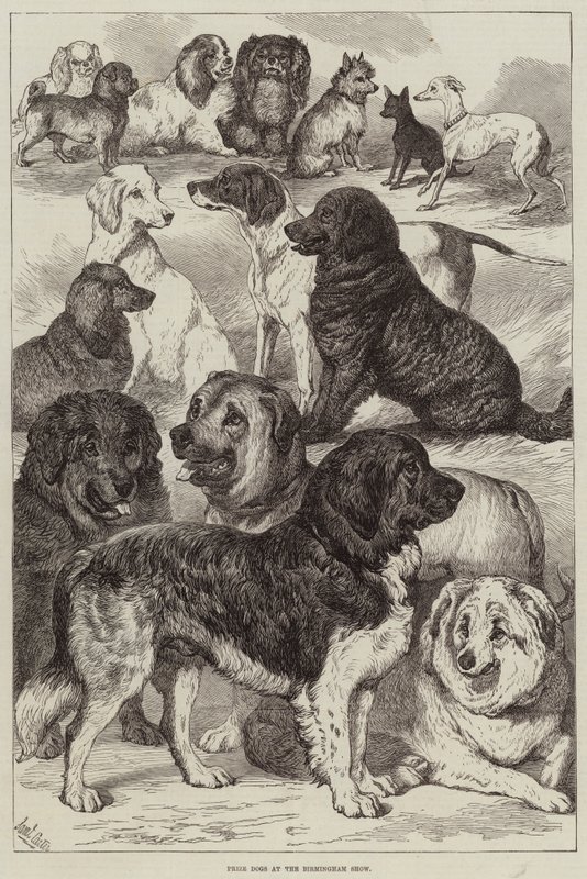 Perros premiados en la exposición de Birmingham de Samuel John Carter