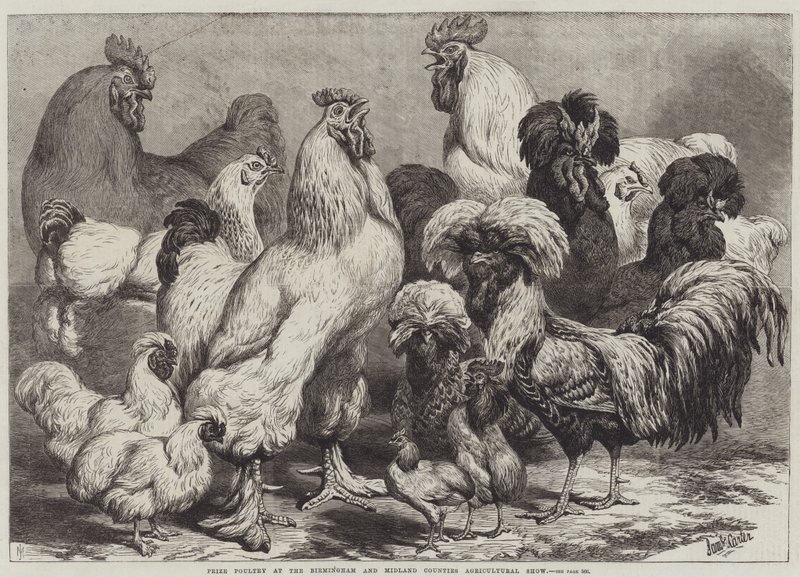 Aves de corral premiadas en la Exposición Agrícola de Birmingham y Midlands de Samuel John Carter