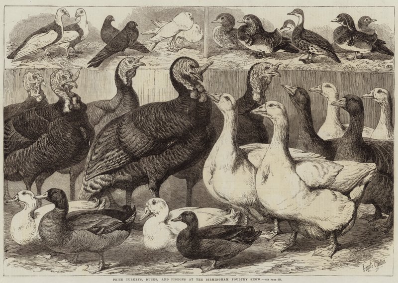 Pavos, patos y palomas premiados en la Exposición Avícola de Birmingham de Samuel John Carter