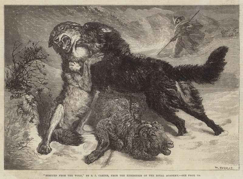 Rescatado del lobo de Samuel John Carter