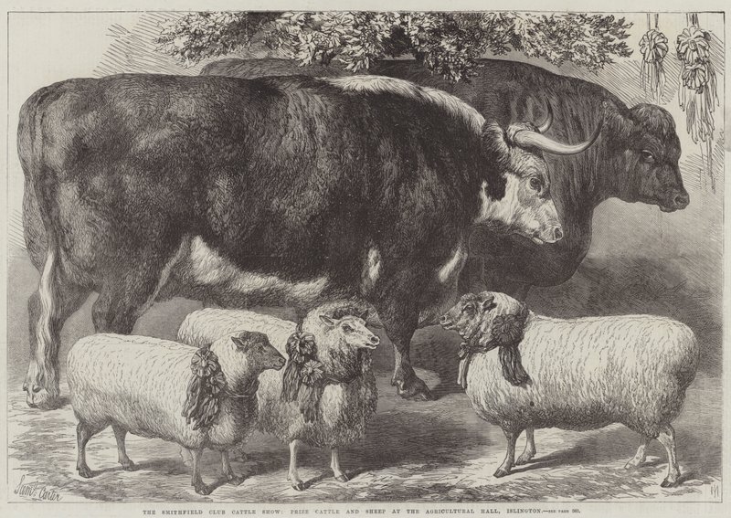 Exposición de Ganado del Club Smithfield, Ganado y Ovejas Premiados en el Salón Agrícola, Islington de Samuel John Carter