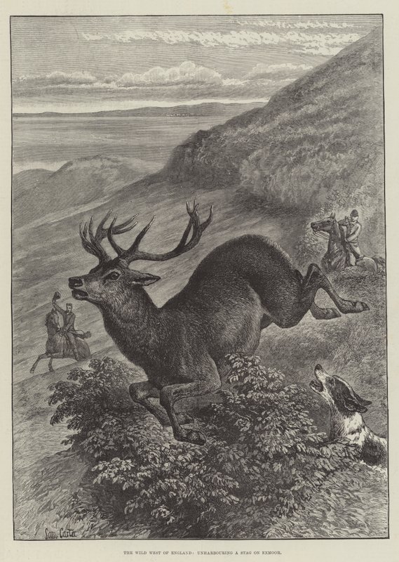 El Salvaje Oeste de Inglaterra, desenterrando un ciervo en Exmoor de Samuel John Carter