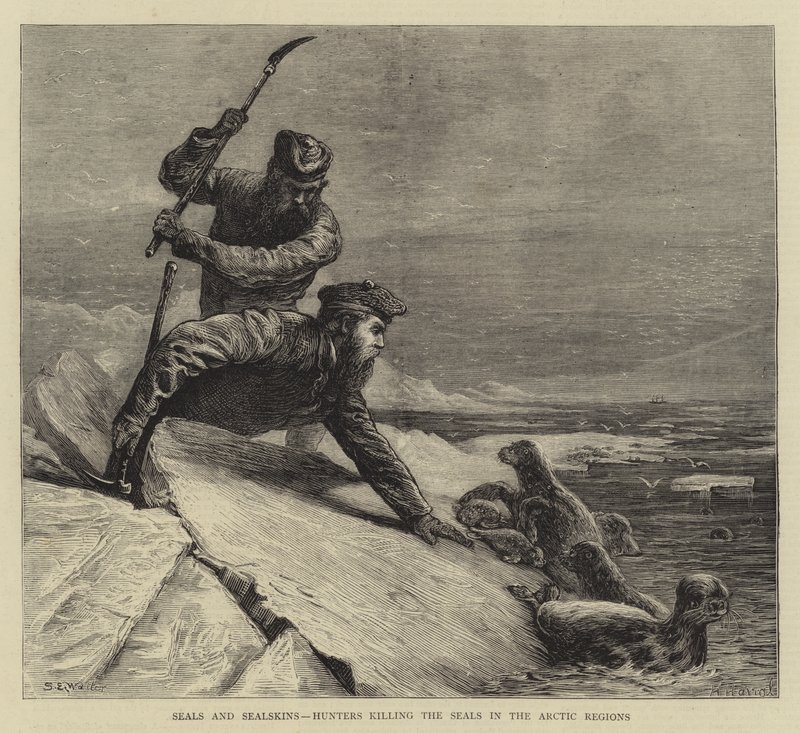 Focas y pieles de foca, cazadores matando focas en las regiones árticas de Samuel Edmund Waller