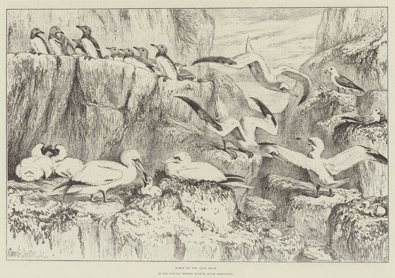 Aves en Bass Rock, en el Museo de Historia Natural, South Kensington de Samuel John Carter