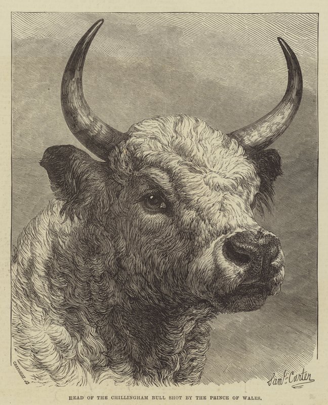 Cabeza del toro de Chillingham disparado por el Príncipe de Gales de Samuel John Carter