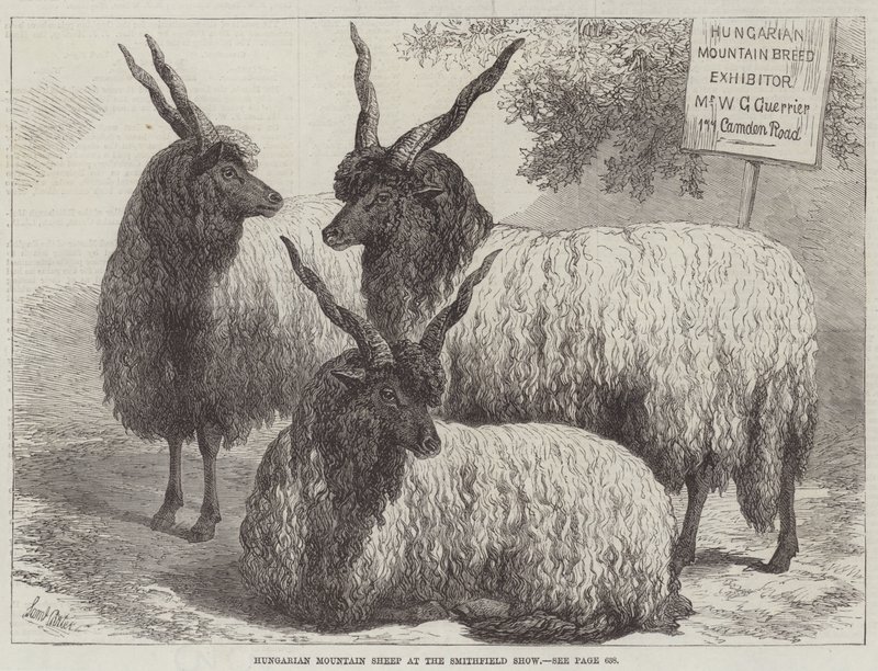 Ovejas de montaña húngaras en el Show de Smithfield de Samuel John Carter
