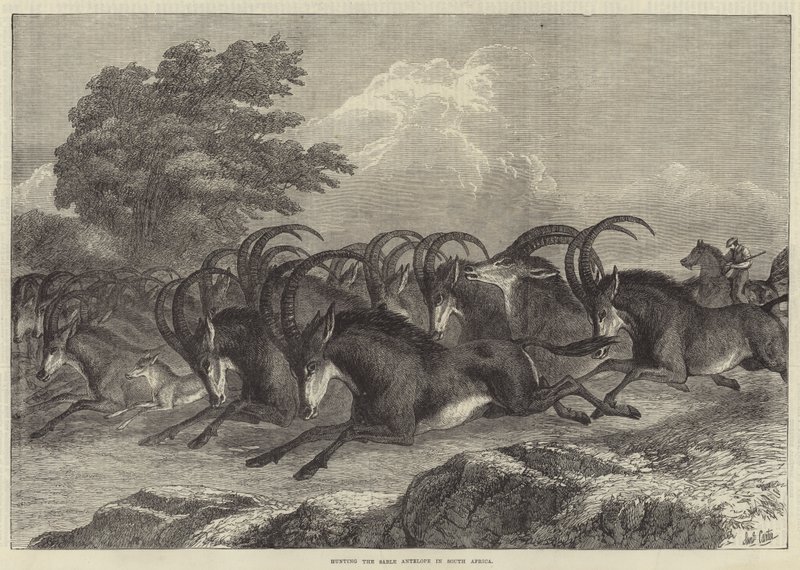 Caza del Antílope Sable en Sudáfrica de Samuel John Carter