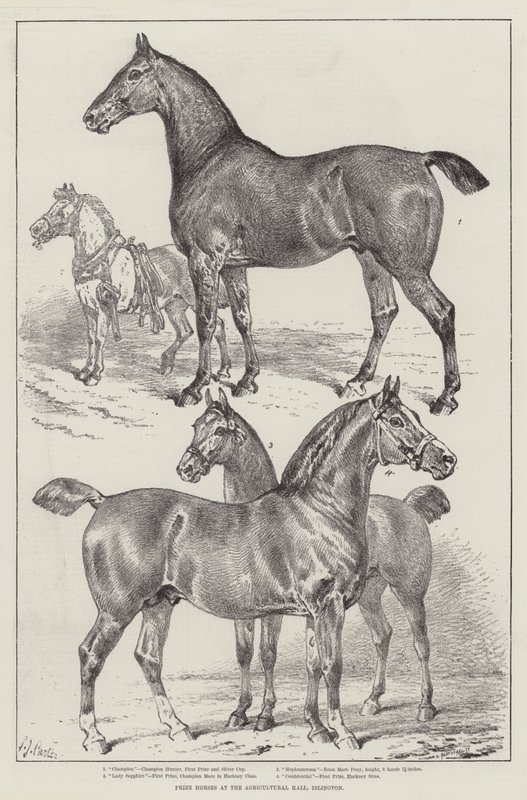 Caballos premiados en el Agricultural Hall, Islington de Samuel John Carter