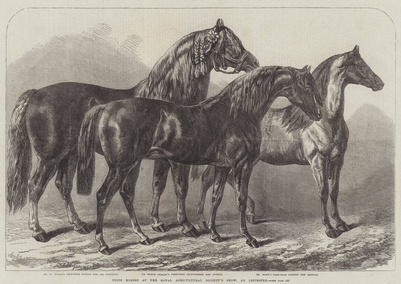 Caballos premiados en la Exposición de la Sociedad Real de Agricultura, en Leicester de Samuel John Carter