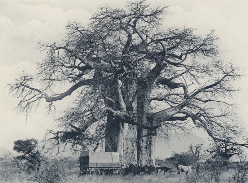 Un Árbol Baobab (foto en blanco y negro) de South African Photographer