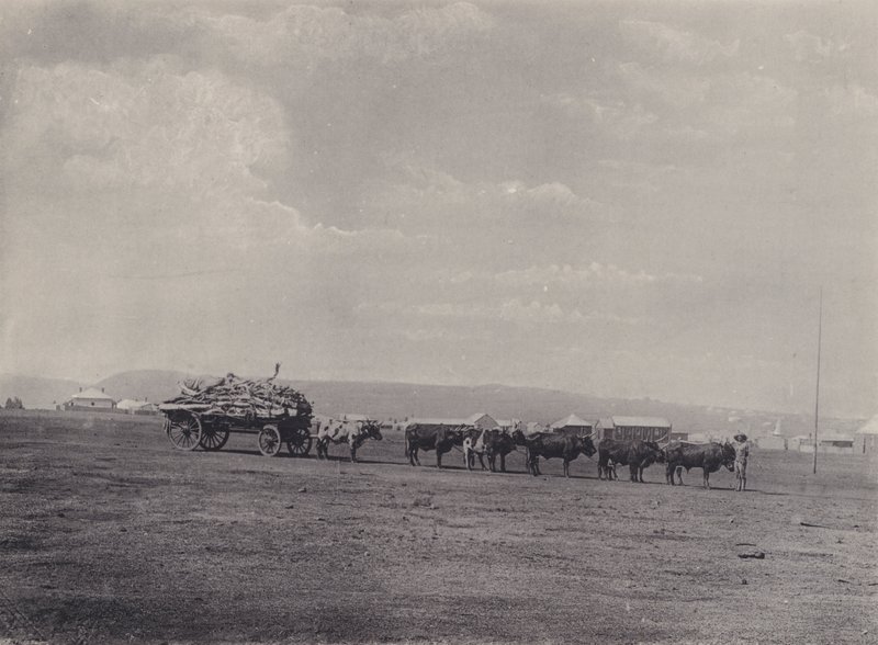 Un Carro de Bueyes (foto en blanco y negro) de South African Photographer