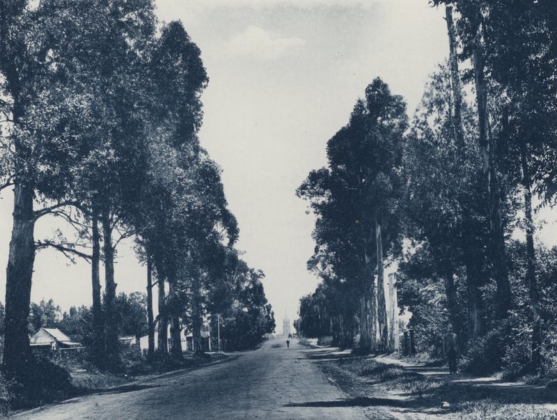 Avenida de Árboles de Eucalipto Azul, Pretoria (foto en blanco y negro) de South African Photographer