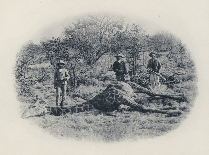 Caza Mayor En El Transvaal de South African Photographer