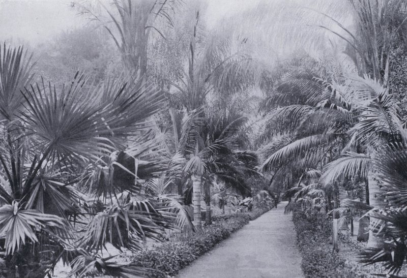 Avenida de las Palmas, Jardines Botánicos, Durban de South African Photographer