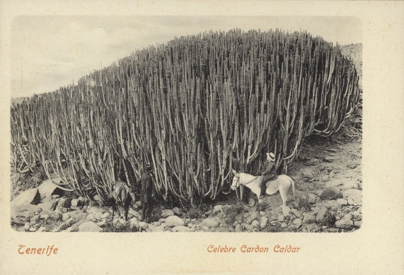Hombres contemplando los famosos cactus de Cardón en Tenerife (foto b/n) de Spanish Photographer