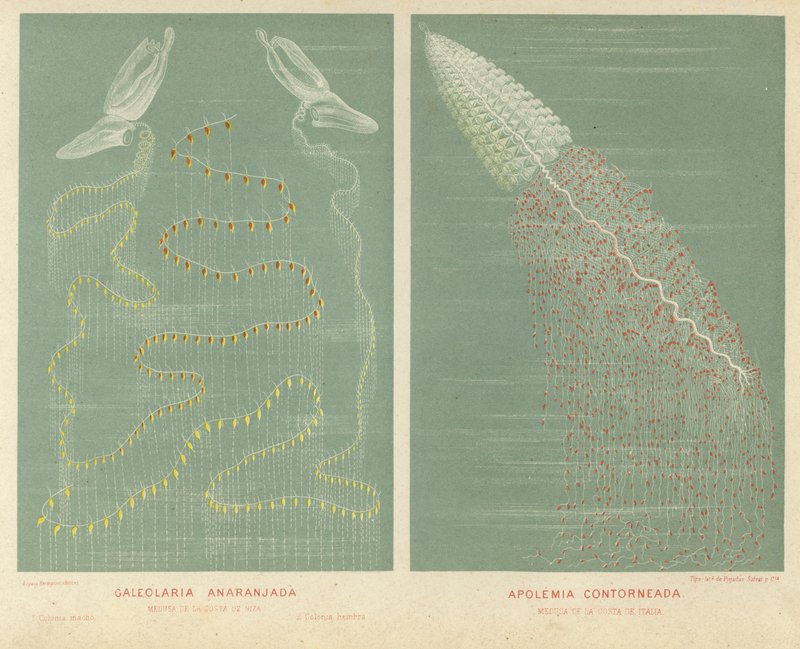 Dos medusas de Spanish School
