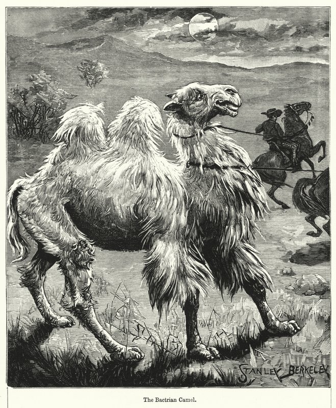 El camello bactriano de after Stanley Berkeley