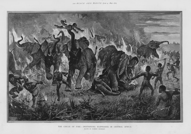El círculo de fuego - destruyendo elefantes en África Central de Stanley (after) Berkeley