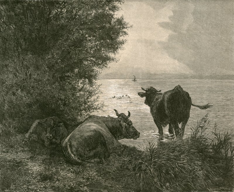 Temprano en la mañana en el lago de Zúrich de Swiss School