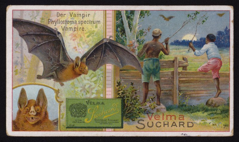 Murciélago vampiro de Swiss School