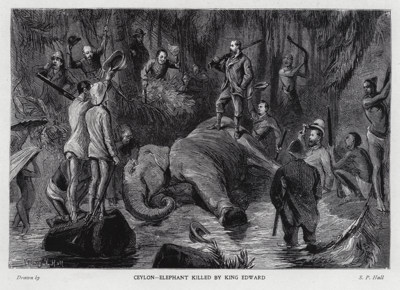 Elefante matado por el Rey Eduardo VII de Sydney Prior (after) Hall