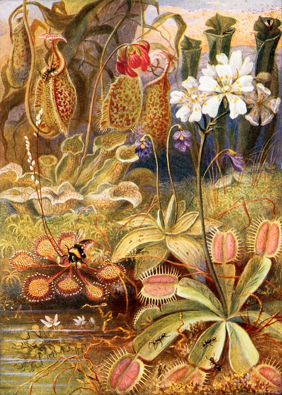 Un grupo de plantas carnívoras, ilustración de 