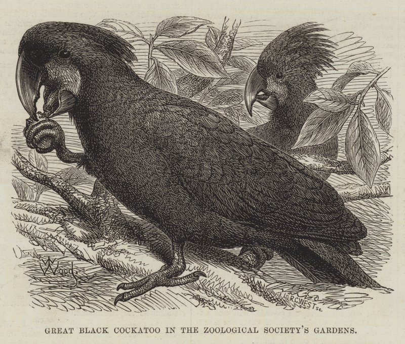 Gran Cacatúa Negra en los Jardines de la Sociedad Zoológica de Thomas W. Wood