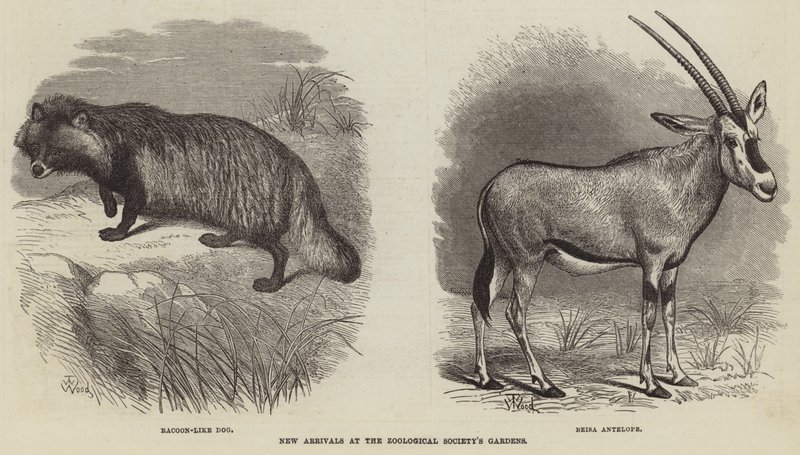 Nuevos Llegados en los Jardines de la Sociedad Zoológica de Thomas W. Wood