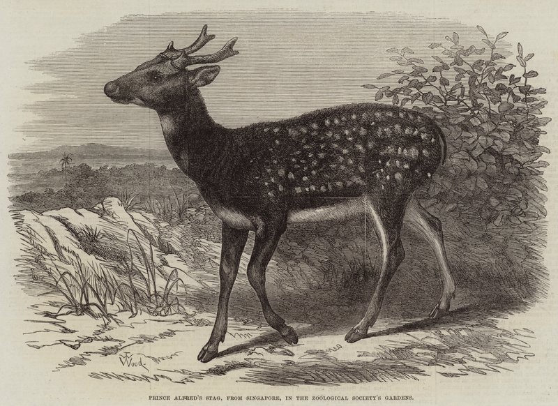 El ciervo del príncipe Alfredo, de Singapur, en los jardines de la Sociedad Zoológica de Thomas W. Wood
