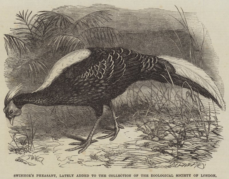 Faisán de Swinhoe, recientemente añadido a la colección de la Sociedad Zoológica de Londres de Thomas W. Wood