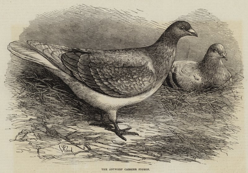 El palomo mensajero de Amberes de Thomas W. Wood
