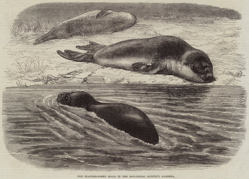 Las focas de nariz de vejiga en los jardines de la Sociedad Zoológica de Thomas W. Wood