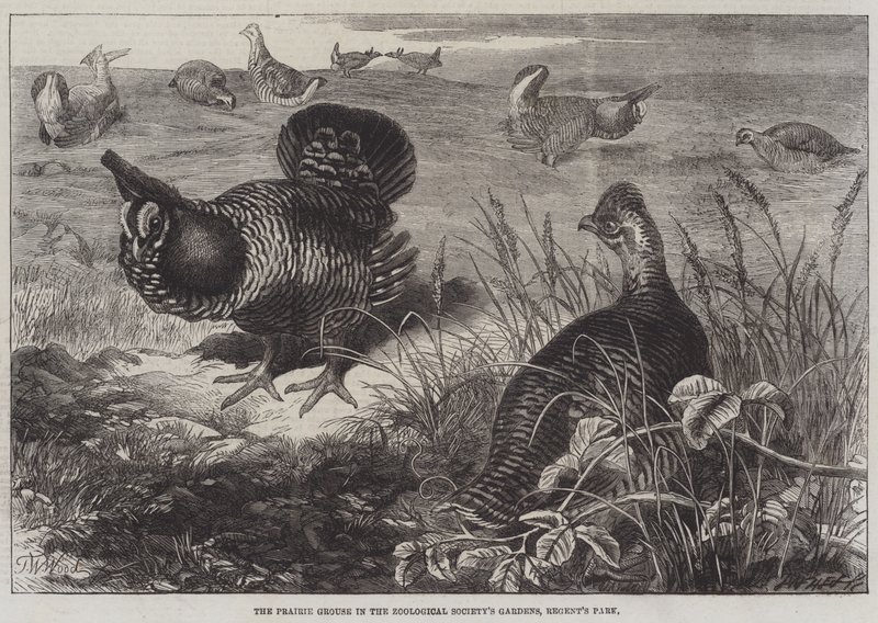 El Urogallo de la Pradera en los Jardines de la Sociedad Zoológica, Regent