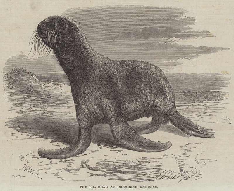 El oso marino en los jardines de Cremorne de Thomas W. Wood