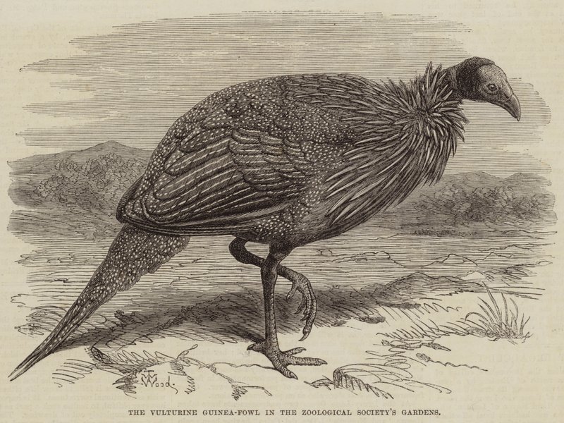 La pintada vulturina en los jardines de la Sociedad Zoológica de Thomas W. Wood
