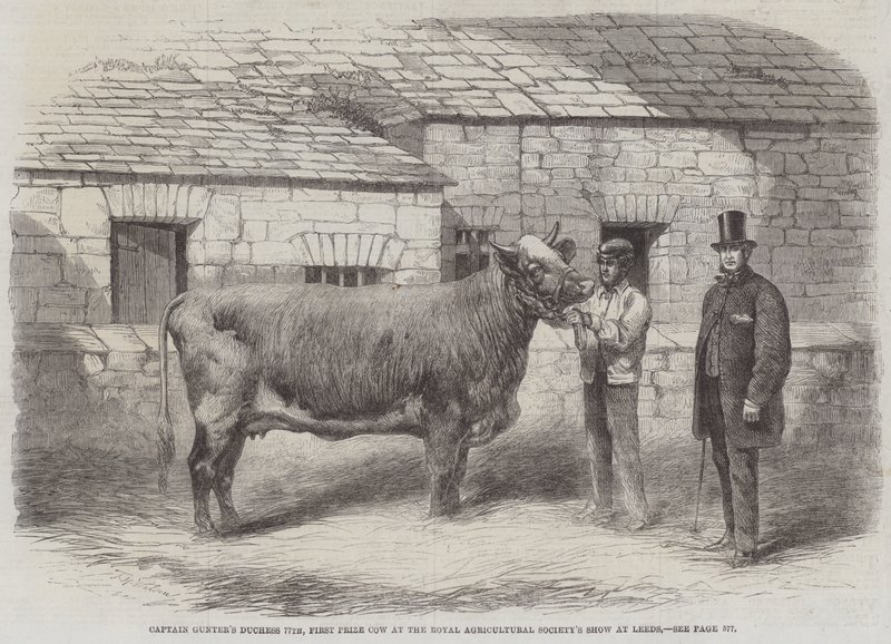La duquesa 77 de Captain Gunter, primera vaca premiada en el Show de la Sociedad Agrícola Real en Leeds de Thomas Harrington Wilson