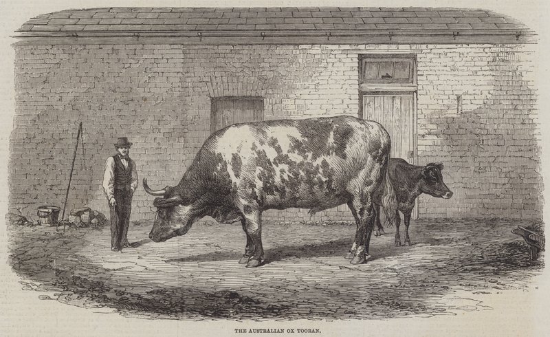 El buey australiano Tooran de Thomas Harrington Wilson