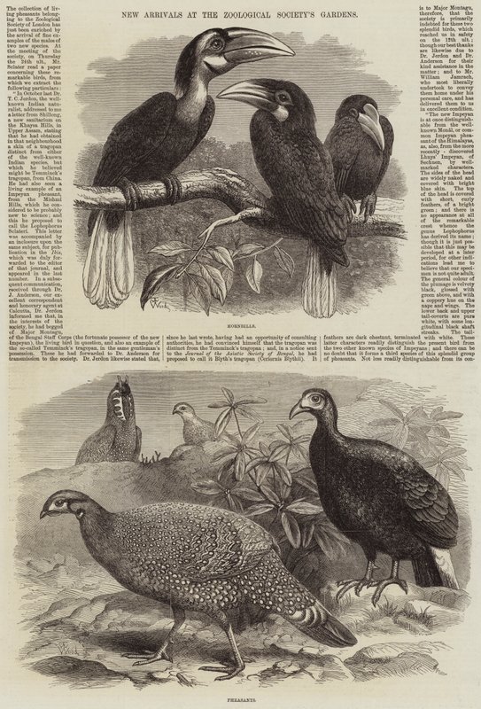 Nuevas llegadas en los Jardines de la Sociedad Zoológica de Thomas W. Wood