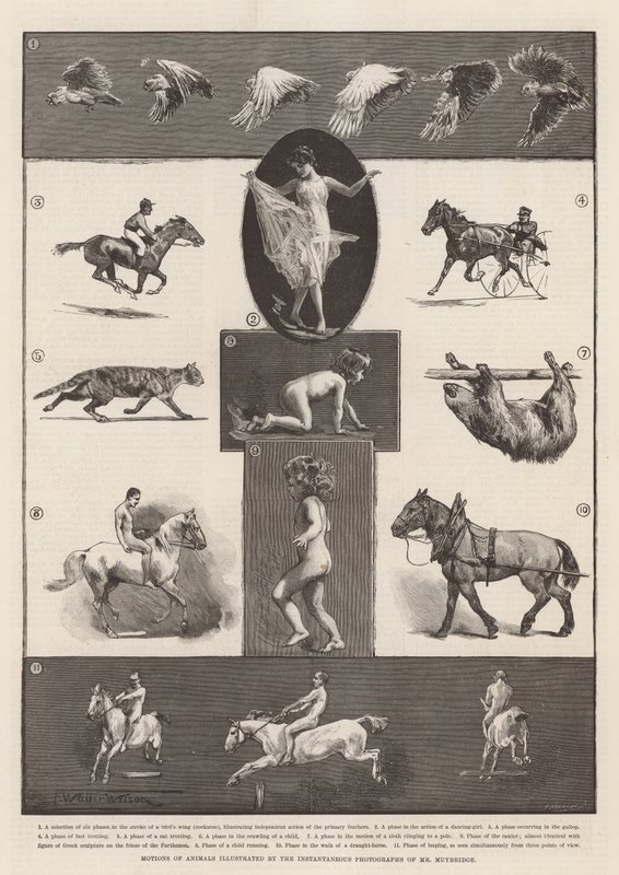 Movimientos de animales ilustrados por las fotografías instantáneas del Sr. Muybridge de Thomas Walter Wilson