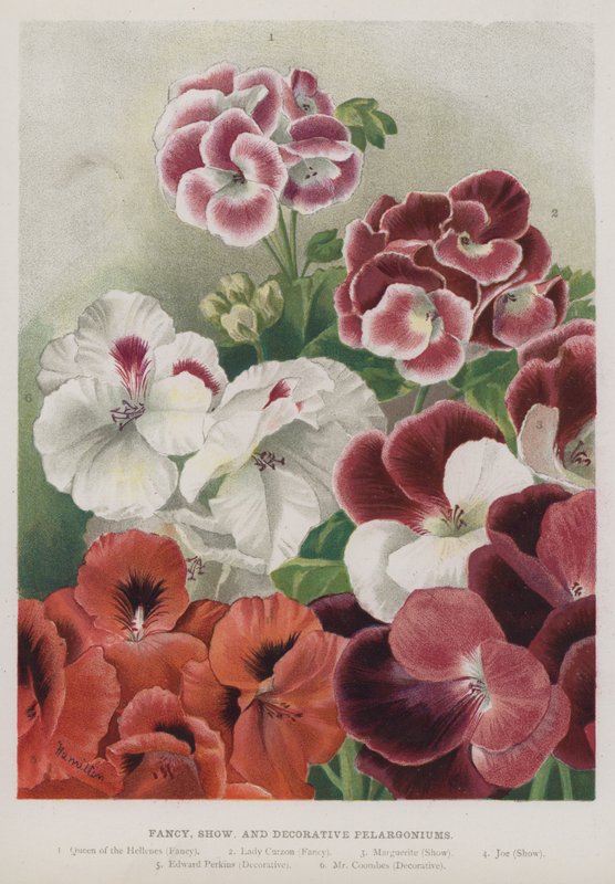 Pelargonios de fantasía, exhibición y decorativos de Unbekannt Unbekannt