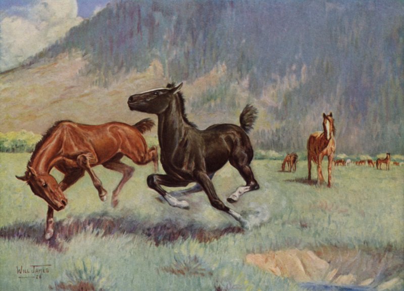Smoky El Caballo Vaca de Unbekannt Unbekannt