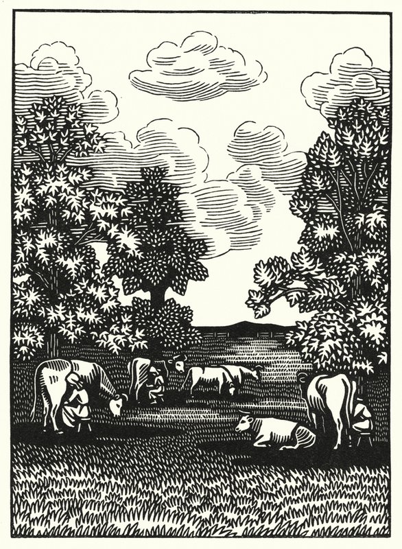 Ilustración para Tess de los d
