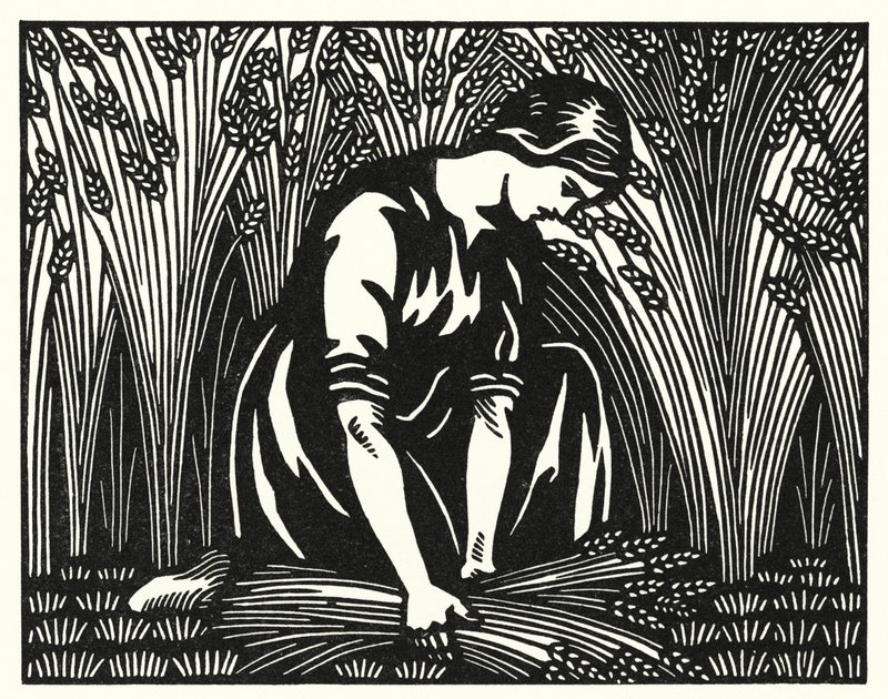Ilustración de Tess de los D