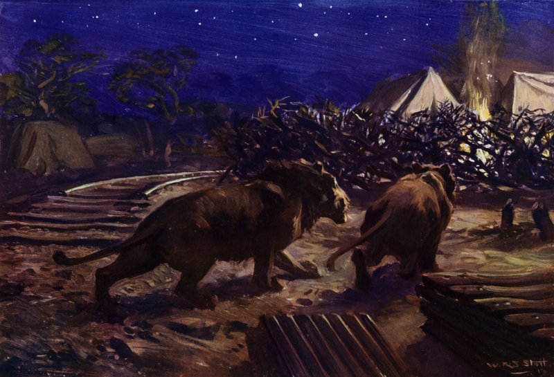 Leones merodeando fuera de un campamento de trabajadores por la noche durante la construcción del ferrocarril de Uganda (litografía en color) de W.R.S. (after) Stott