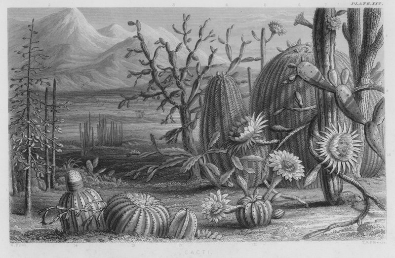 Cactus de W. Fitch
