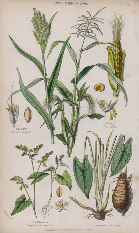 Mijo; Maíz; Alforfón; Taro de W. Fitch