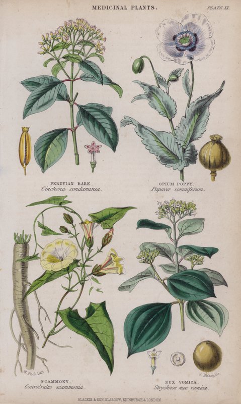 Corteza de Perú; Amapola de Opio; Escamonea; Nuez Vómica de W. Fitch