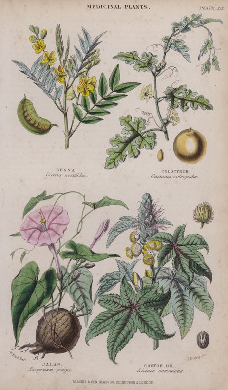 Sen; Coloquíntida; Jalapa; Aceite de Ricino de W. Fitch